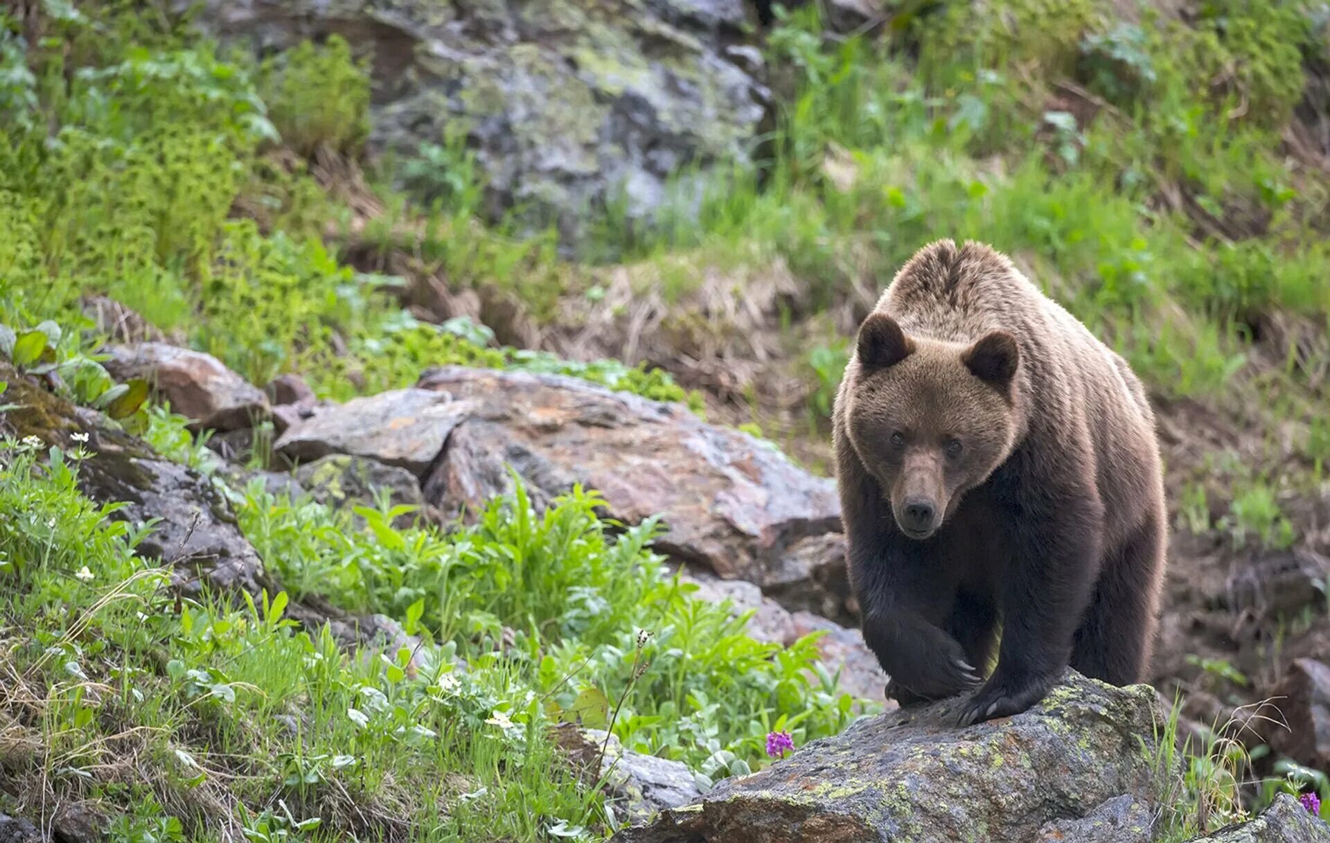 Бурый медведь животное распространенное на территории. Байкало-Ленский заповедник бурый медведь. Байкало-Ленский заповедник медведь. Бурый медведь Байкальский заповедник. Бурый медведь Буреинский заповедник.