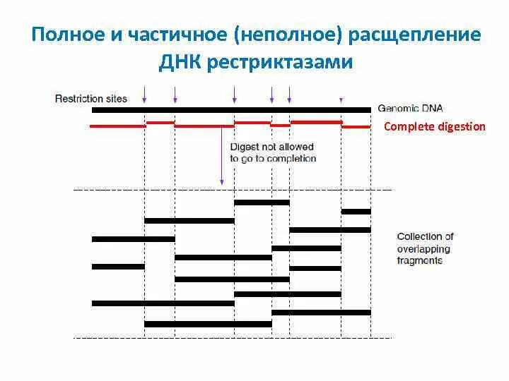 Ферменты расщепляющие днк. Расщепление ДНК рестриктазами. Неполное расщепление ДНК рестриктазами. Рестриктазы 1 типа схема. Какие формируются концы при расщеплении ДНК.