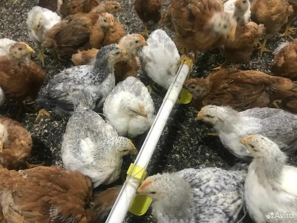 доминант мастер грей. французский бройлер мастер грей. венгерский великан мастер грей. цветной бройлер мастер грей. росс 308.