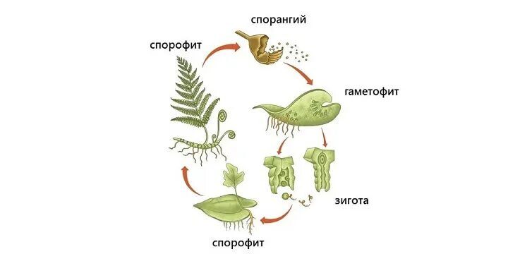 Гаметофит щитовника. Спорофит мха гаметофит мха. Спорангий спорофит различия. Спорофит и гаметофит папоротника.