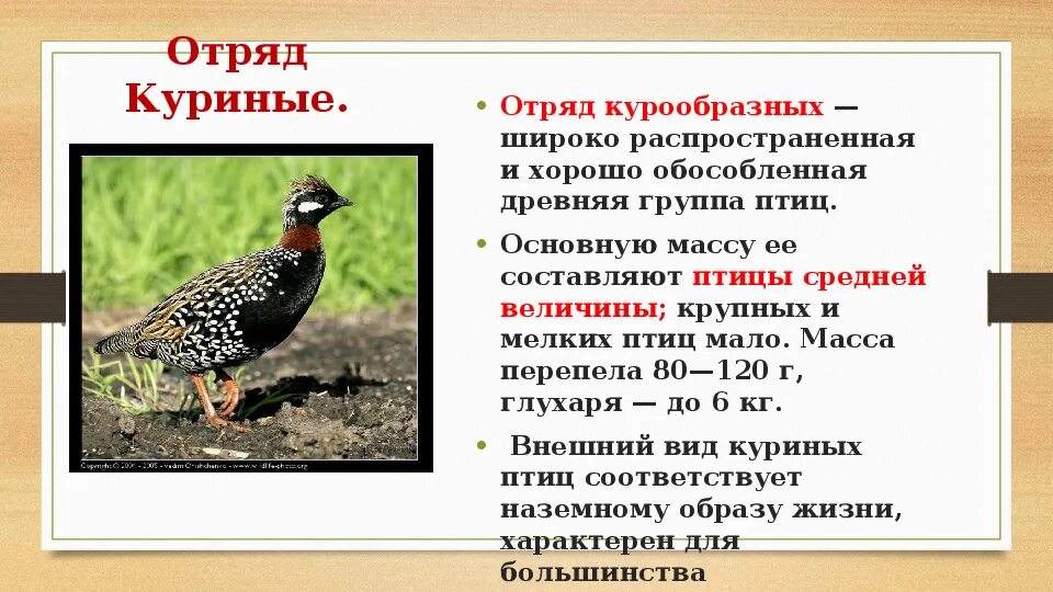 К какому отряду куриных