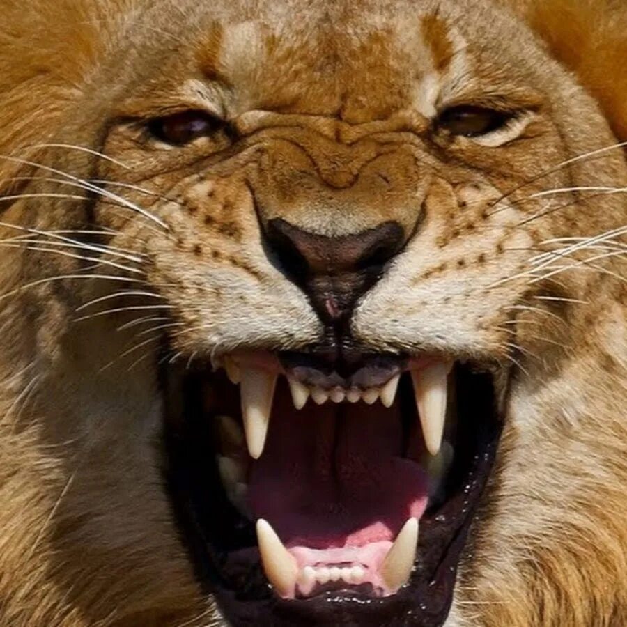 Пасть Льва. Лев с открытой пастью. Лев рычит. Зубы Льва.