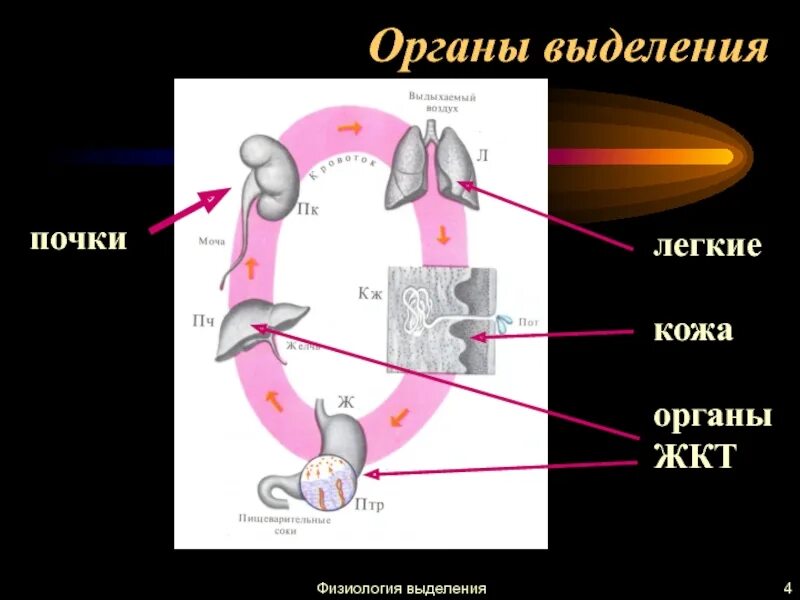 Кожа и выделительная система. Легкие орган выделения. физиология органов выделения. легкие выделительная функция.