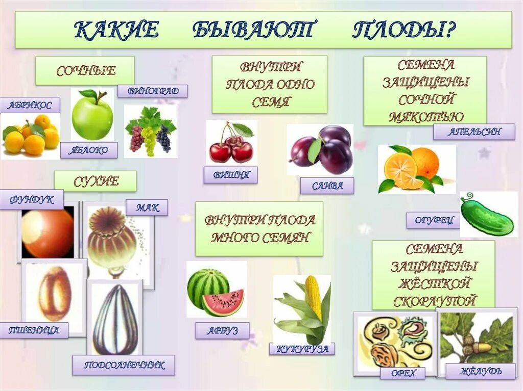 Основные группы плодов. Плоды, классификация плодов 6 кл биология. Плоды растений. Названия плодов растений. Какие бывают плоды у растений.