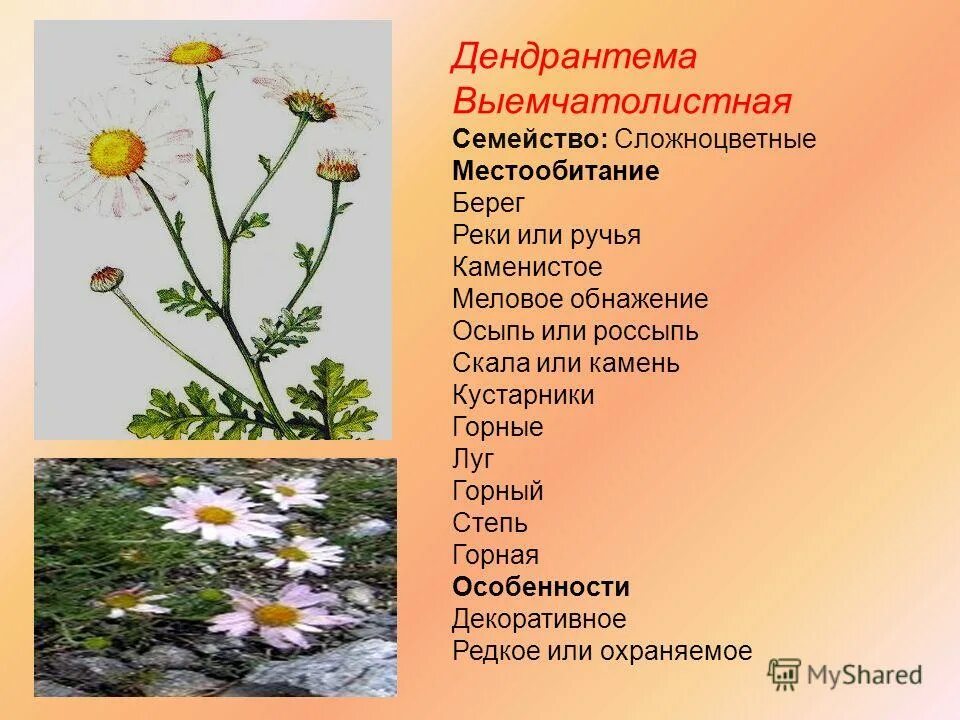 Морфологические признаки клевера белого ползучего. Жизненная форма ползучего. Клевер ползучий род растения. Жизненная форма ползучего. Клевер луговой и клевер ползучий.