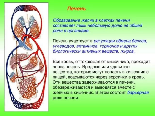 Какой секрет образуется в печени. Желчеобразование в печени. Образование желчи в клетках печени. Как образуется желчь в печени. Процесс желчеобразования.