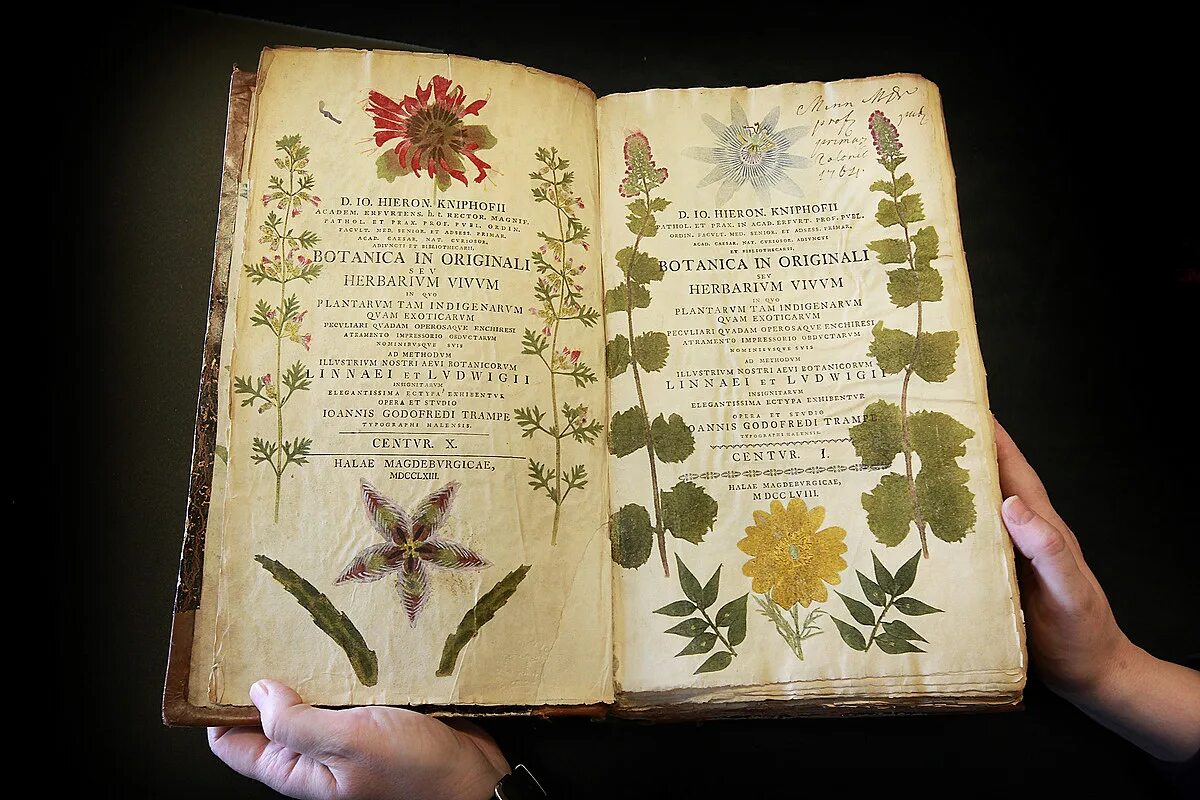 Старинные книги. Старинный гербарий. Старинная книга травника. Цветочный гербарий в книжке. Растение на котором писали первые книги