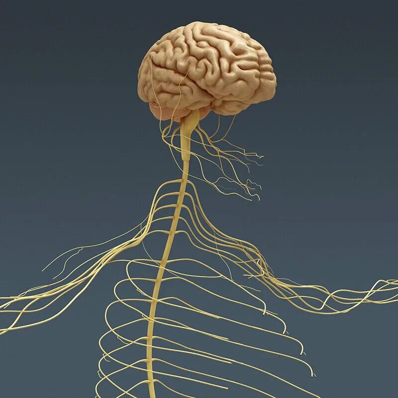 Brain nerve. Нервная система головной и спинной мозг. Головной мозг спинной мозг нервная система. Центральная головной мозг спинной мозг. Нервная система головного мозга человека анатомия.