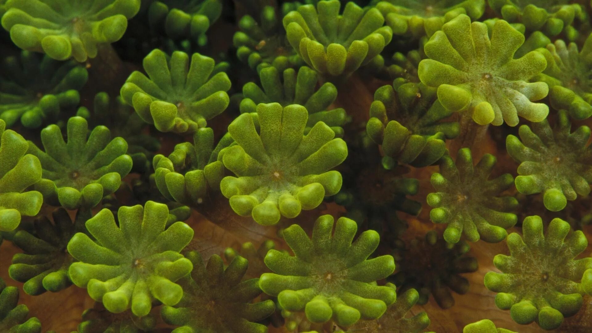 Росток водоросли. Нематофитовые водоросли. Синезеленные водоросли. Бриареум зелёный. Подводные растения.