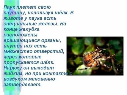 Паук плетет паутину это активность или деятельность