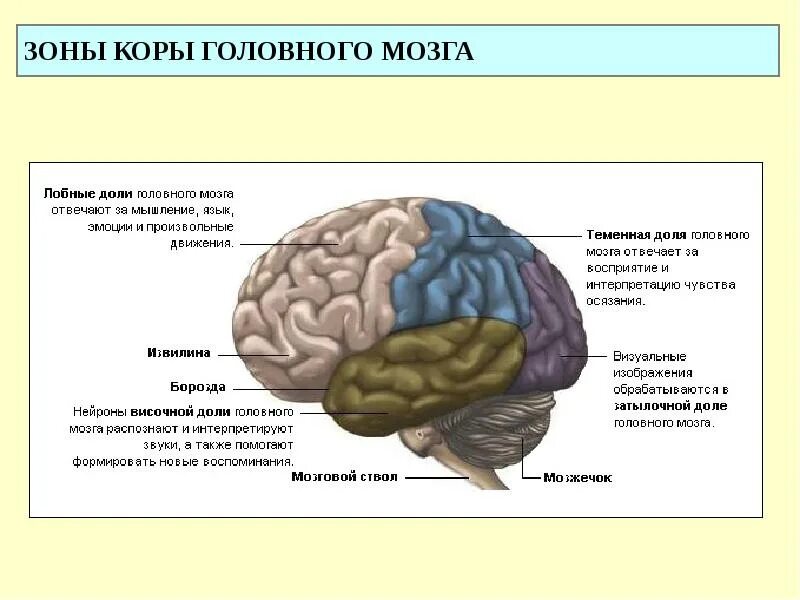 Зоны коры головного мозга. Зоны ответственности головного мозга. Обонятельная зона коры головного мозга. Обонятельные зоны мозга