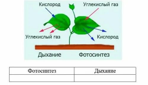 Тест по теме фотосинтез 6 класс биология. Схема фотосинтеза и дыхания. Схема процесса фотосинтеза. Схема фотосинтеза 6 класс биология. Сравните процессы дыхания и фотосинтеза.