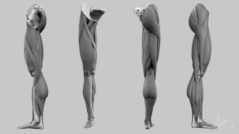 Female anatomy