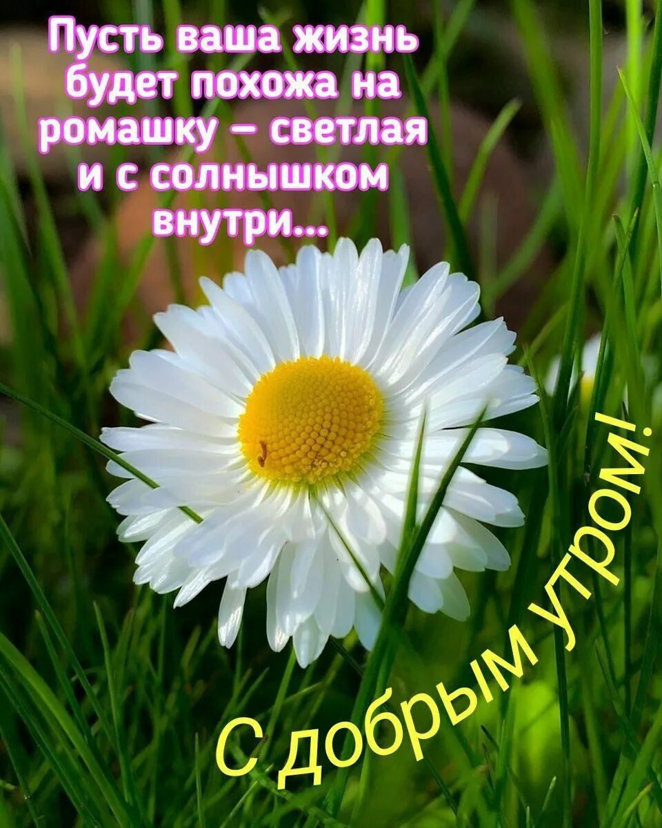 Картинки природа пожелания добра. Ромашка солнышко. Солнечные пожелания с добрым утром и днем. Добрые пожелания с ромашками. Пожелания с добрым летним утром.