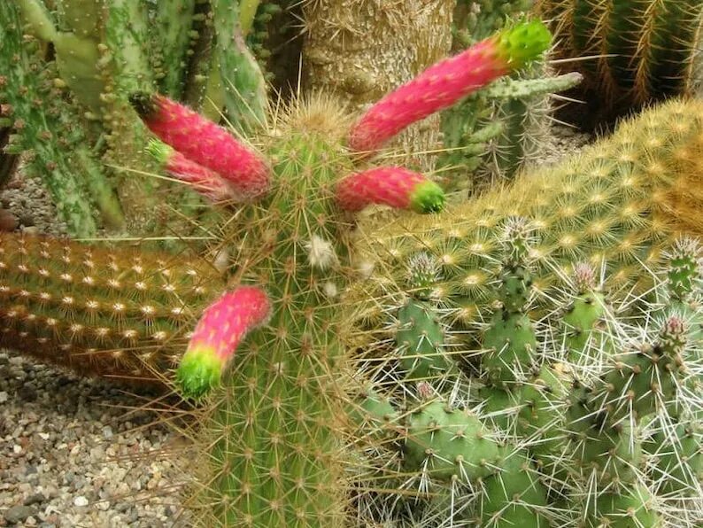 Cactus 10. Клейстокактус Винтера. Клейстокактус Штрауса. Кактус Клейстокактус Винтера. Клейстокактус изумрудный.
