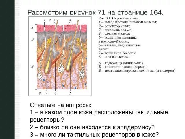 В каком слое кожи расположены тактильные рецепторы. Строение кожи рис 71. Расположены рецепторы слой кожи. Рецепторы располагающиеся в коже.