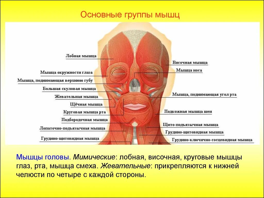 Мышца поднимающая кость. Мышцы головы. основные группы мышц головы. мышца поднимающая верхнюю губу.