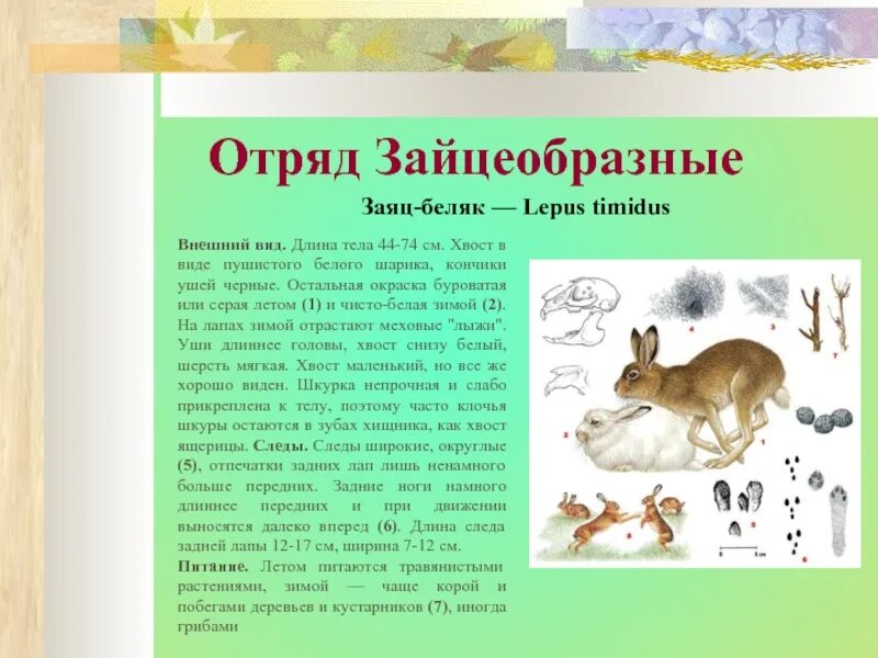 Млекопитающие отряд зайцеобразные. Таблица отряд грызуны и зайцеобразные. зайцеобразные внешний вид. зайцеобразные беляк. характеристика отряда зайцеобразные.