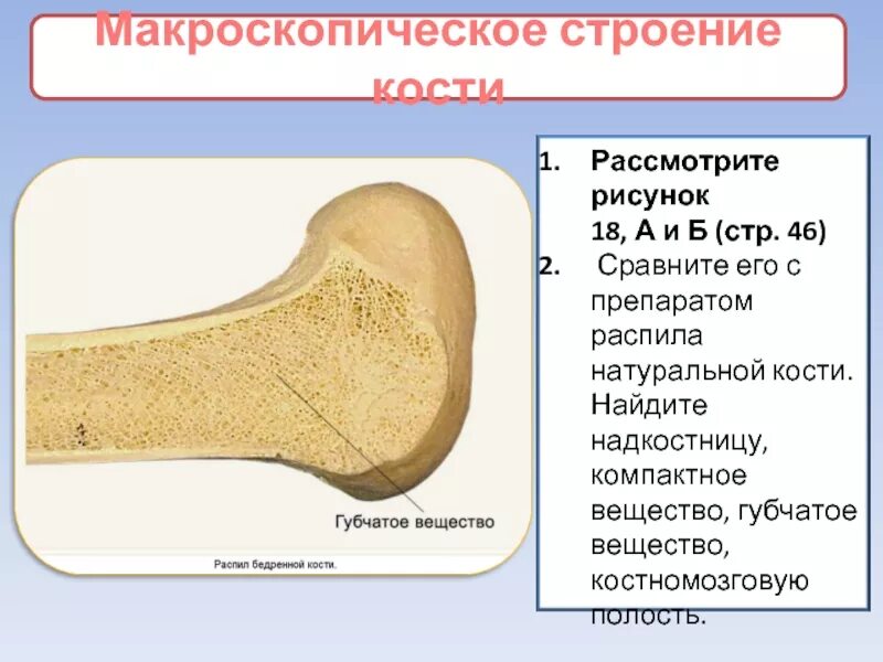 Косточка найти слова. Надкостница компактное вещество губчатое вещество. Строение компактного и губчатого вещества кости. Строение компактного вещества кости. Макроскопическостроение кости.