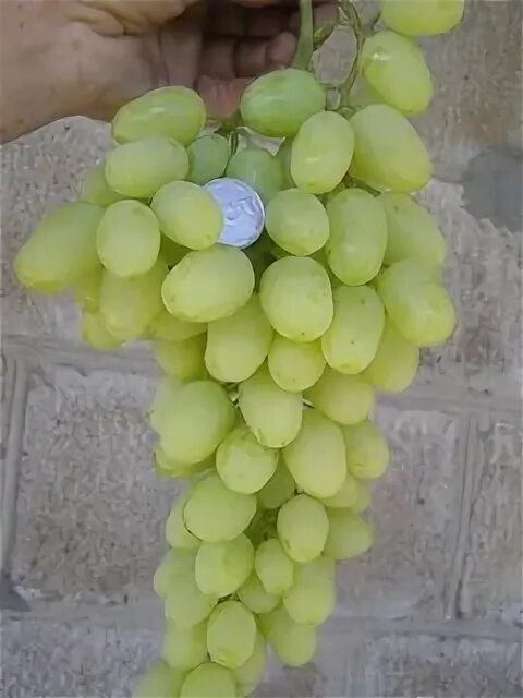 Виноград Велика купить с доставкой почтой, цены, фото в интернет-магазине Dolina