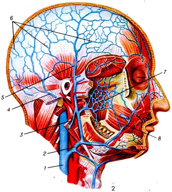 Анатомия сосудов головы. Поверхностная височная Вена. Лицевая артерия анатомия.