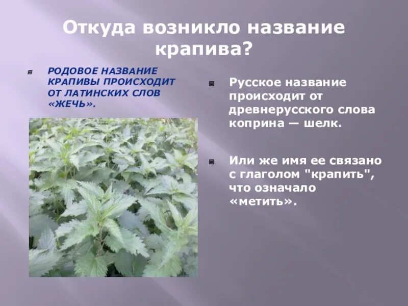 Как называется возникающий. Крапива как называется в древней руси. как называется боязнь крапивы. откуда появилась кисли.