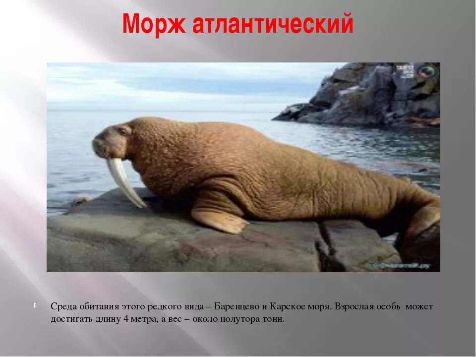Атлантический морж. Физиологическая адаптация моржа. Семейство ластоногих моржей. Морж место обитания. Атлантический морж красная книга.