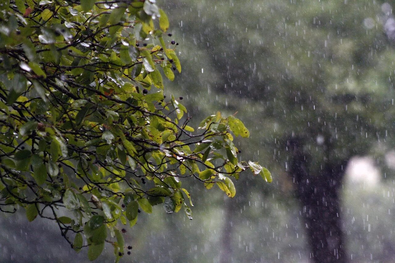 Raining tree
