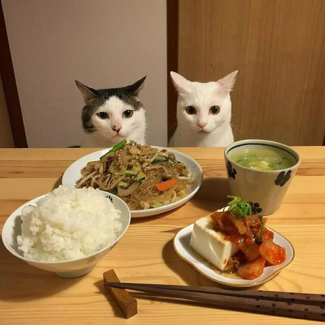 Еда для кошек. Кот ворует еду. Еда для домашних животных. Картинки покушать. Кошка да.