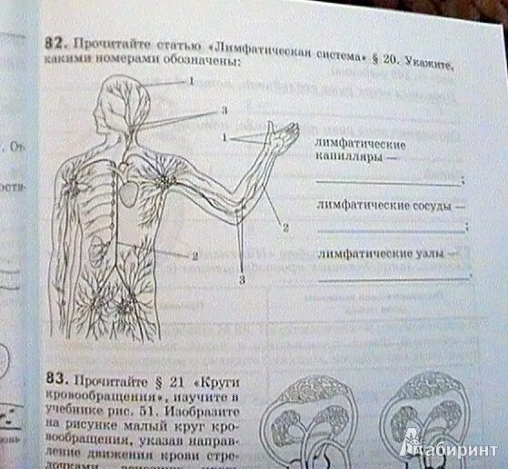 Измерительные по биологии 8 класс. Биология человека учебник. Биология 8 класс рисунки из учебника. Колесов маш Беляев биология 8 класс учебник. Биология 8 класс учебник Колесов скелет.