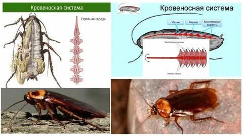 Сердце таракана