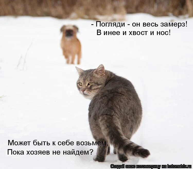 Не жалко отдать. Кот уходит. Уходящий кот. Обиженный кот уходит. Котоматрица.