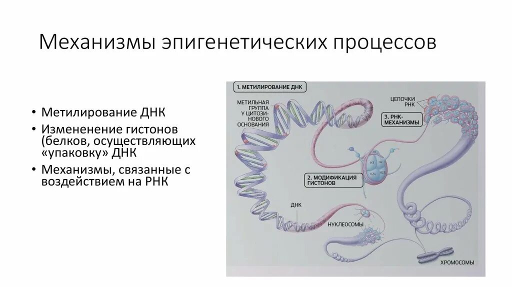 Предположите какая из представленных последовательностей принадлежит гистону. Метилирование ДНК эпигенетика. Эпигенетический процесс. Эпигенетическая регуляция. Механизмы эпигенетики.