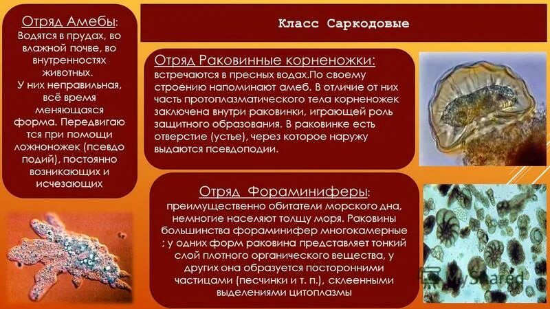 Амеба клеточный уровень организации. Амеба клеточный уровень организации