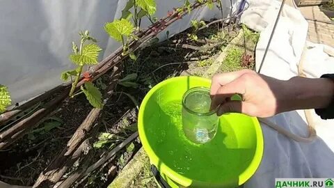 Как правильно подкормить виноград