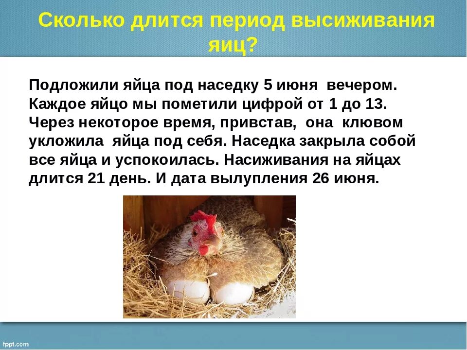 Сколько цыплят можно подкладывать под курицу