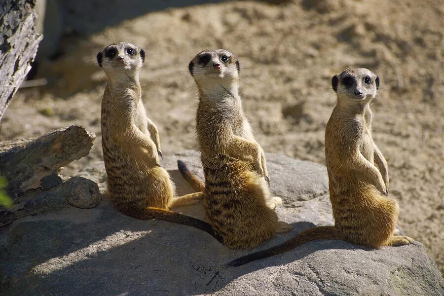 лунолет сурикат. сурикаты в россии. сонный сурикат. порода сурикат. суслики смешные.