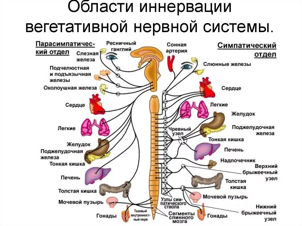 Укажите симпатические нервы. Схема иннервации вегетативной нервной системы симпатического отдела. Центры парасимпатического отдела вегетативной нервной системы. Вегетативная нервная система схема иннервации органов. Автономная нервная система симпатический отдел схема.