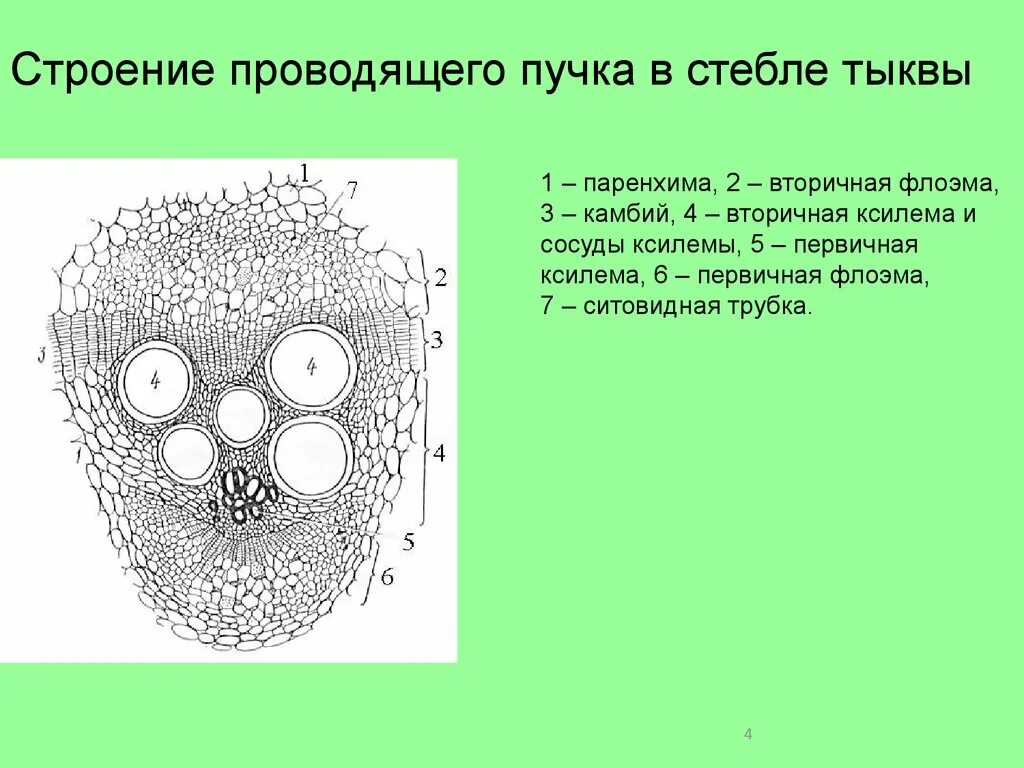 Что такое сосудистые пучки какую. Открытый биколлатеральный пучок стебля тыквы. Пучковое строение стебля тыквы. Проводящая система стебля тыквы. Строение проводящих Пучков листа.