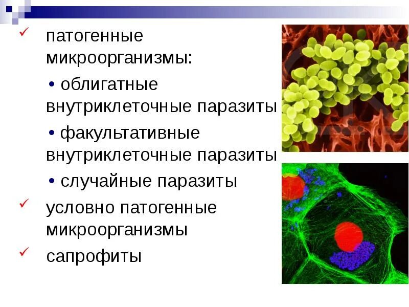 Условно патогенная микрофлора это. Вирусы внутриклеточные паразиты бактерий называются. Факультативные внутриклеточные паразиты микробиология. Микробы сапрофиты патогенные. Облигатный внутриклеточный паразит.