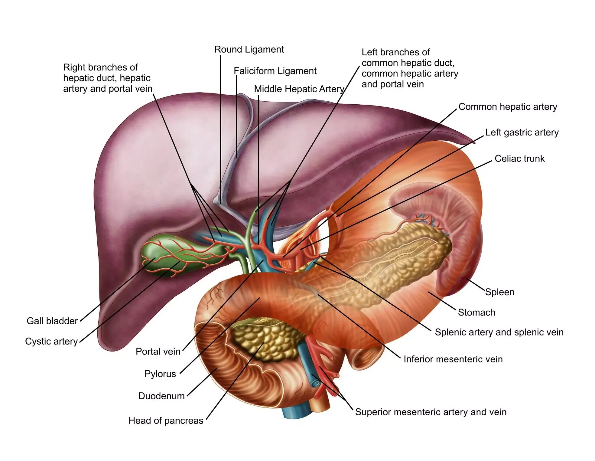 Печень селезенка поджелудочная анатомия. Анатомия селезенки висцеральная поверхность. Желчный пузырь анатомия. Селезенка анатомия топография.