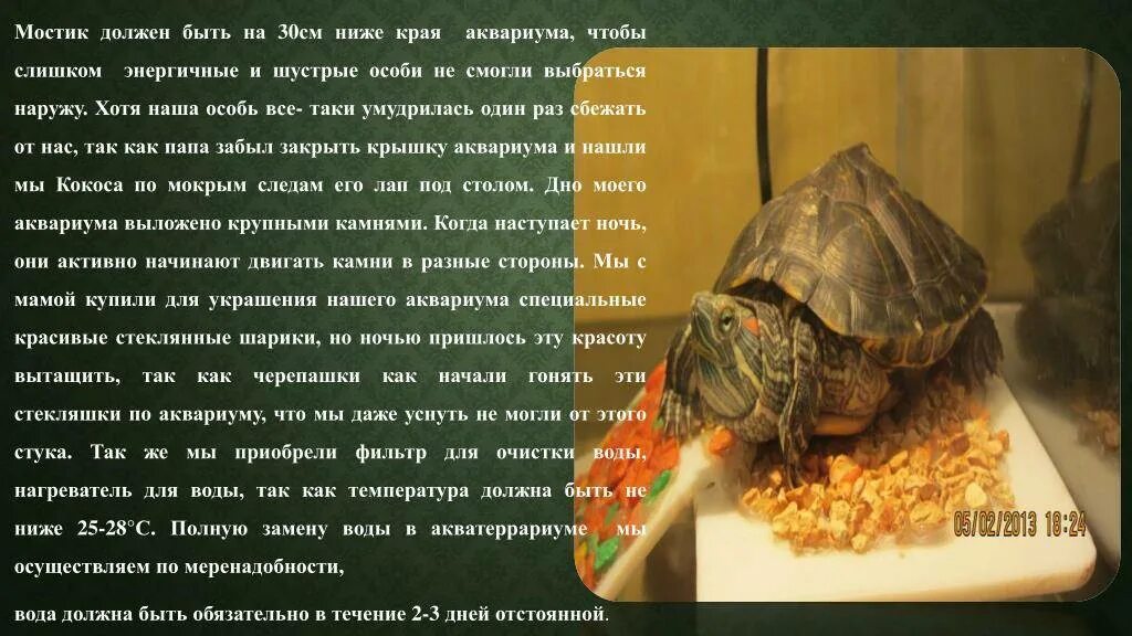 Сколько надо кормить красноухих черепах в день. Красноухие черепашки рацион питания. Живой корм для черепах красноухих. Красноухая черепаха сухопутная. Сколько надо кормить красноухих черепах в день.