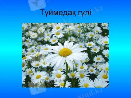 Бұйра письки