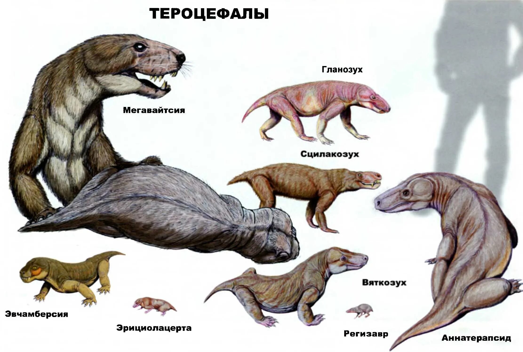 Звероящеры терапсиды. Пермский период зверозубые рептилии. Терапсиды Триасового периода. Терапсиды зверозубые.