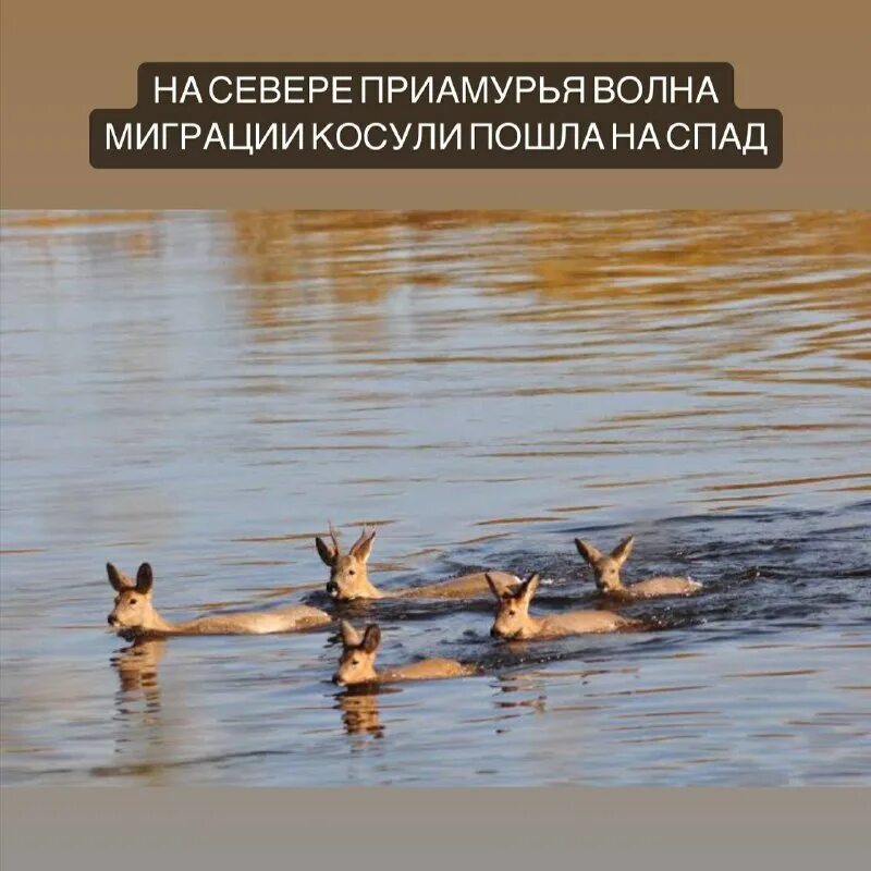 озеро талдыколь алтай. волны иммиграции из россии. волны миграции в сша по годам. вторая волна эмиграции в россии. пути миграции человека из африки.