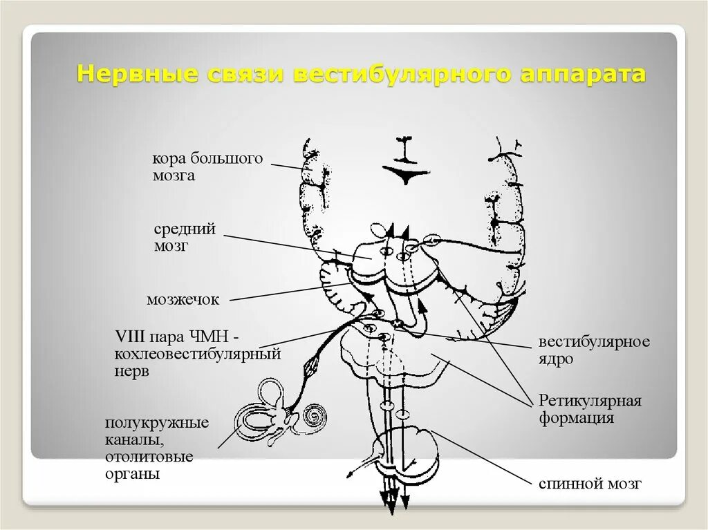 Схема двигательного пути черепных нервов. Проводящие пути черепных нервов. Глазодвигательный нерв неврология схема. Глазодвигательный нерв неврология схема. Проводящие пути черепных нервов.