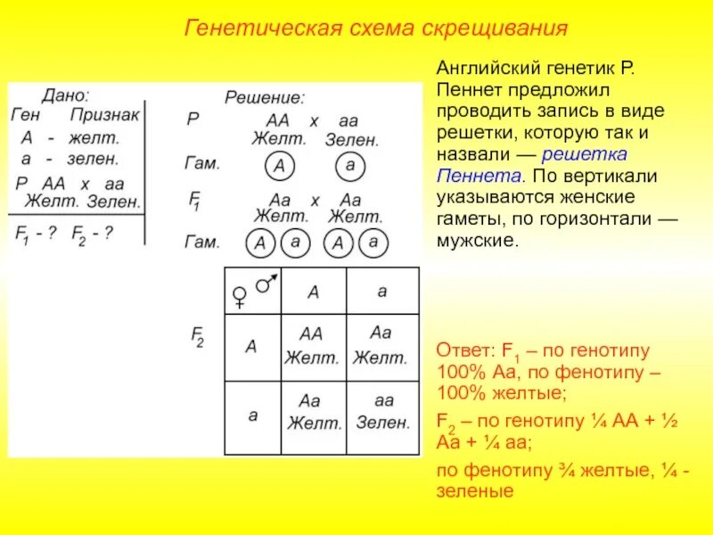 Таблица дигибридного скрещивания решетка Пеннета. Решетка Пеннета анализирующее скрещивание. Решетка Пеннета ф2. Решетка Пеннета полигибридное скрещивание. Генотип запись