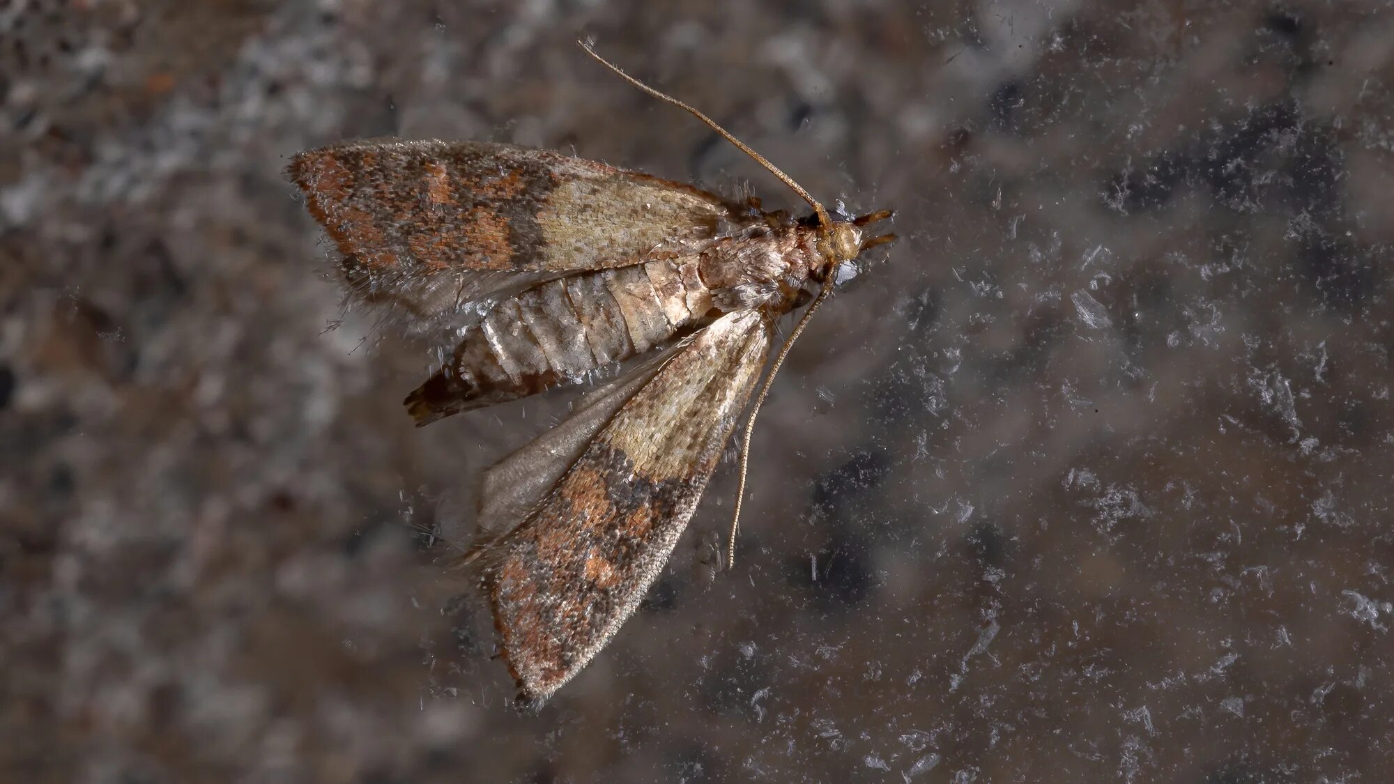Платяная моль (tineola bisselliella). Моль коричневого цвета. Chemical control palm moth. Личинки фруктовой моли. Моли кератофаги.