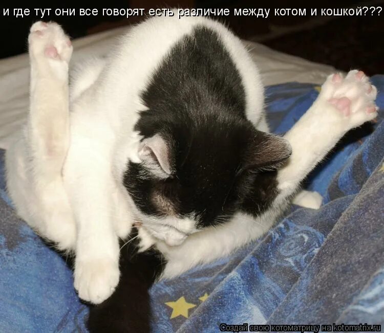 Где тут животные