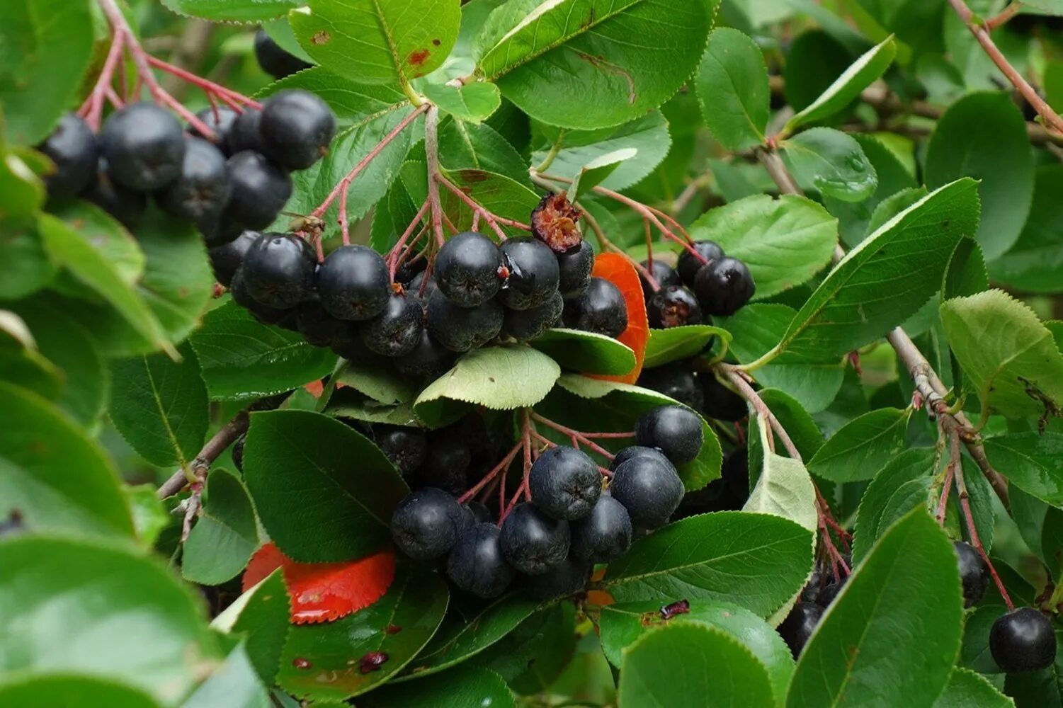Черноплодная рябина фото кустарника. Арония черноплодная (aronia melanocarpa). рябина черноплодная (aronia melanocarpa).